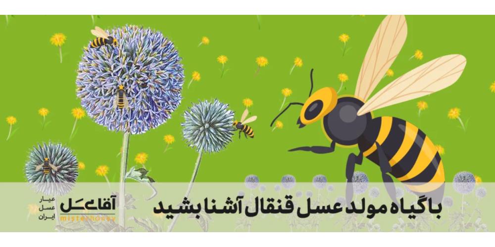 گیاه_مولد_عسل_قنقال