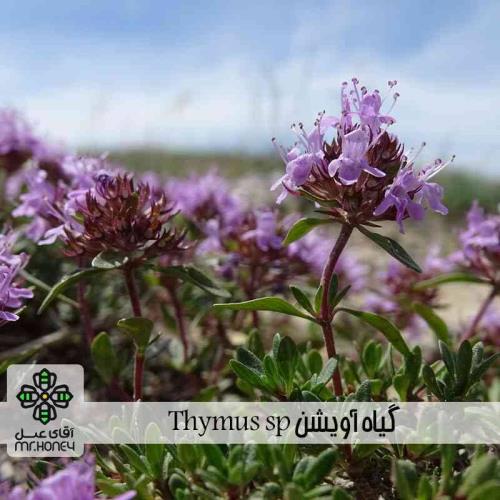 عسل چهل گیاه